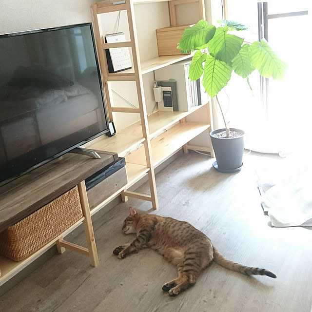 komugiさんの実例写真