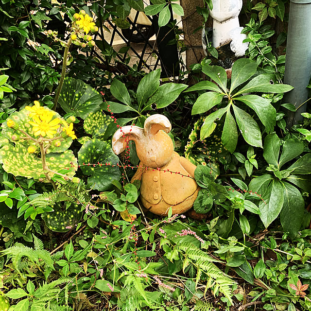 miicyanさんの実例写真