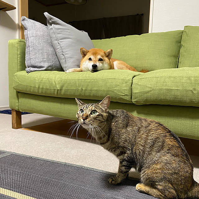 yoshieさんの実例写真
