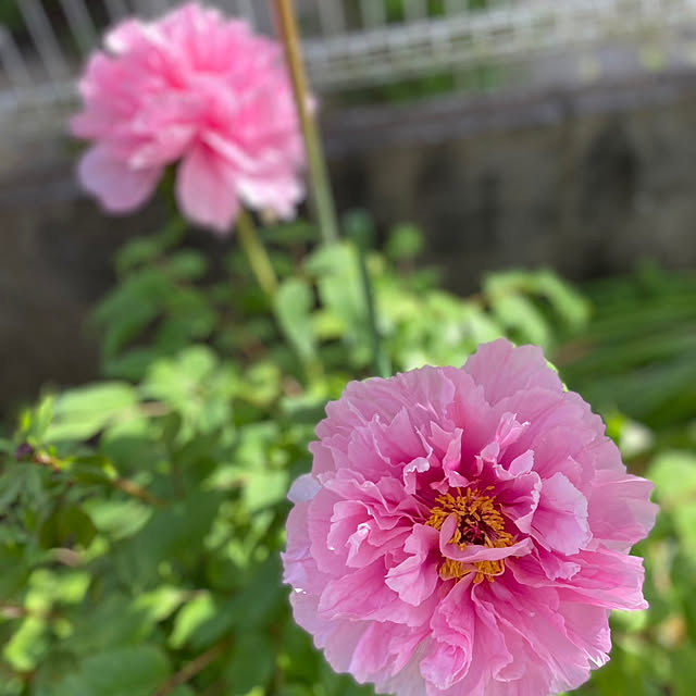 chIoeさんの実例写真