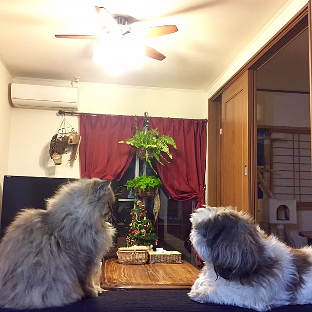 butachanさんの実例写真