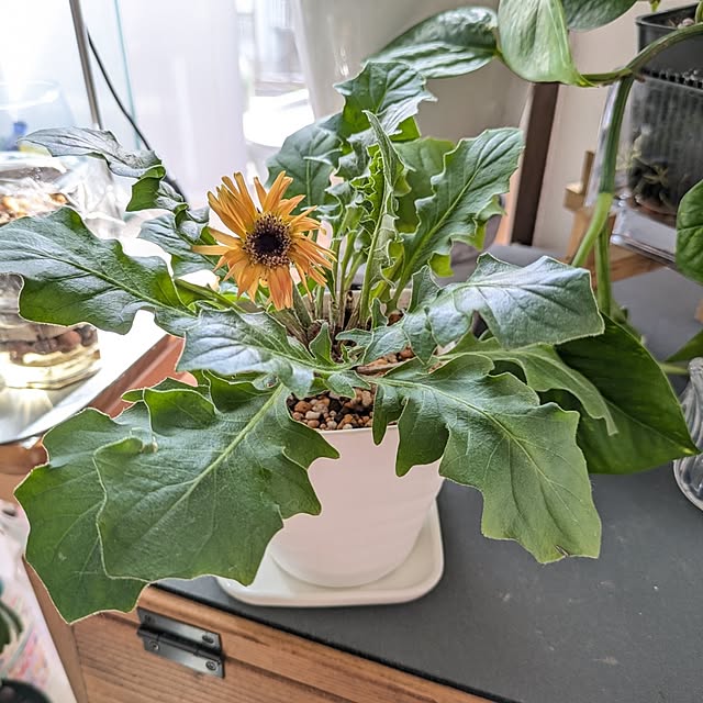 mi-saさんの部屋