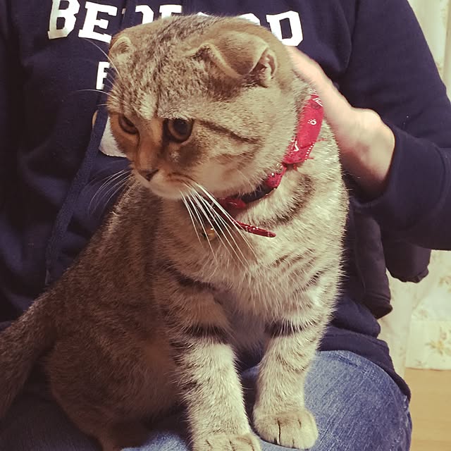momoさんの実例写真
