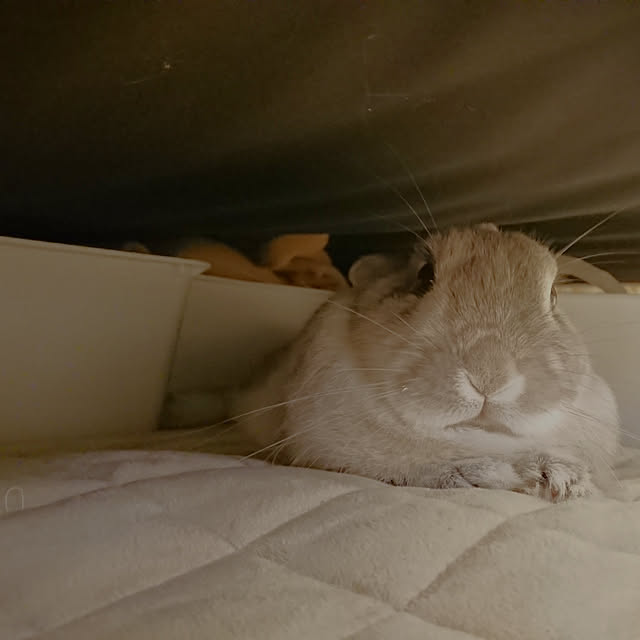 yokomokoさんの実例写真