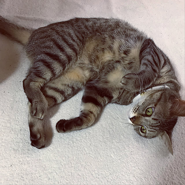 NEKOARUKIさんの実例写真