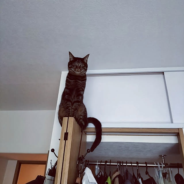 hihaさんの実例写真