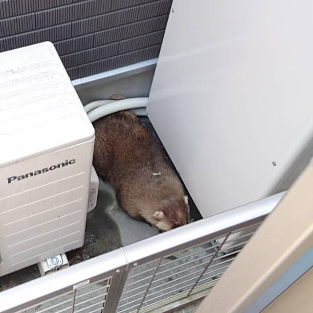 ratekoさんの実例写真