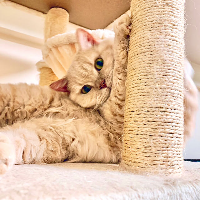 naokoさんの実例写真
