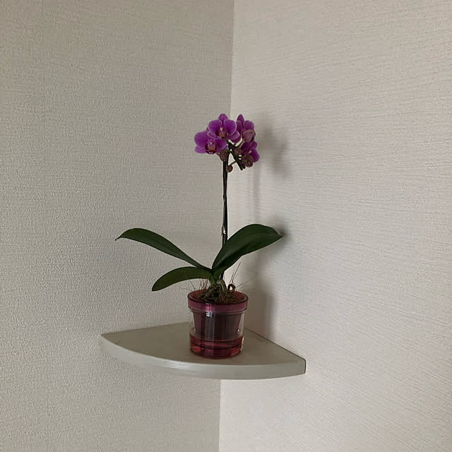 観葉植物/ベッド周りのインテリア実例 - 2022-03-02 15:54:59