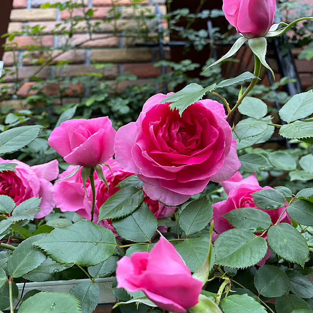 RoseLife5818さんの実例写真