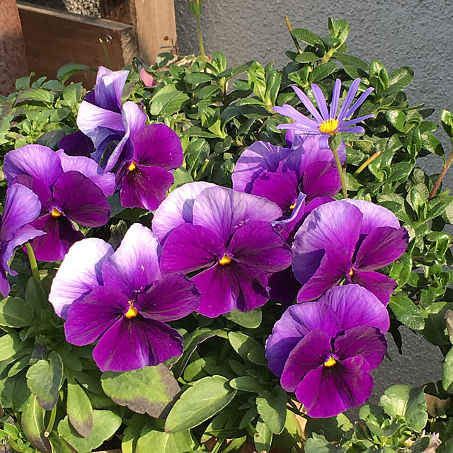 furu.さんの実例写真