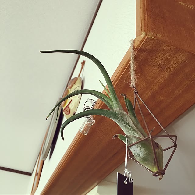niconさんの実例写真