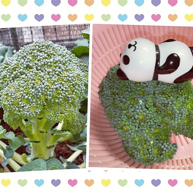mocomocoさんの実例写真