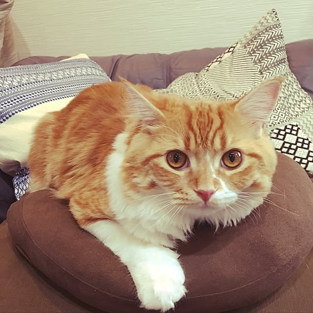 nomunomuさんの実例写真