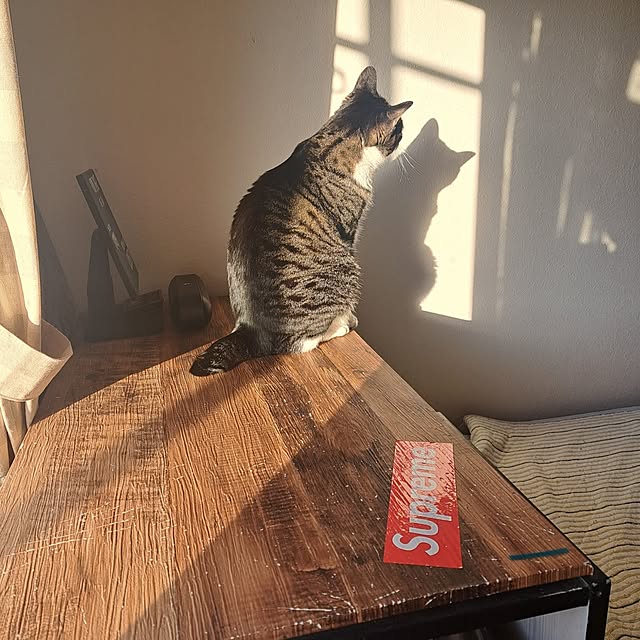 shinoさんの部屋