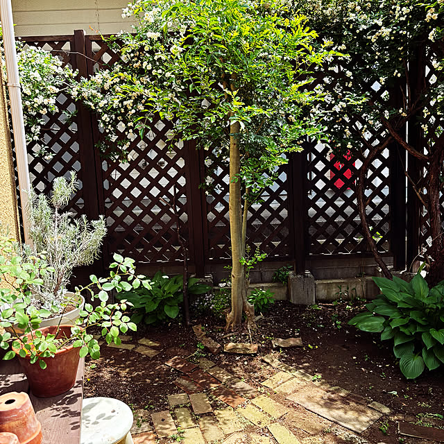 naokoさんの実例写真