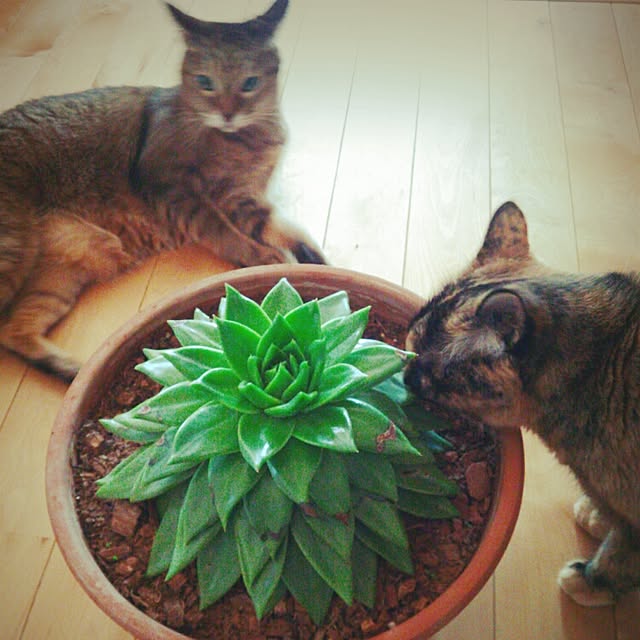 k.namiさんの実例写真