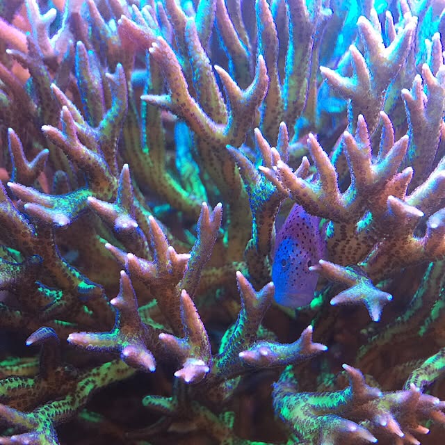 aquarium_seaさんの実例写真