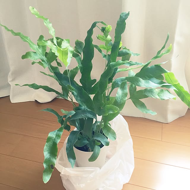 anemone551さんの実例写真