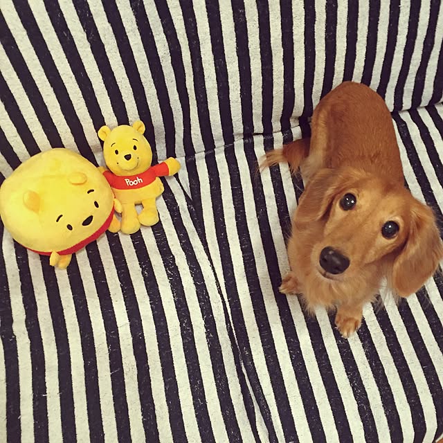 cocoaさんの実例写真
