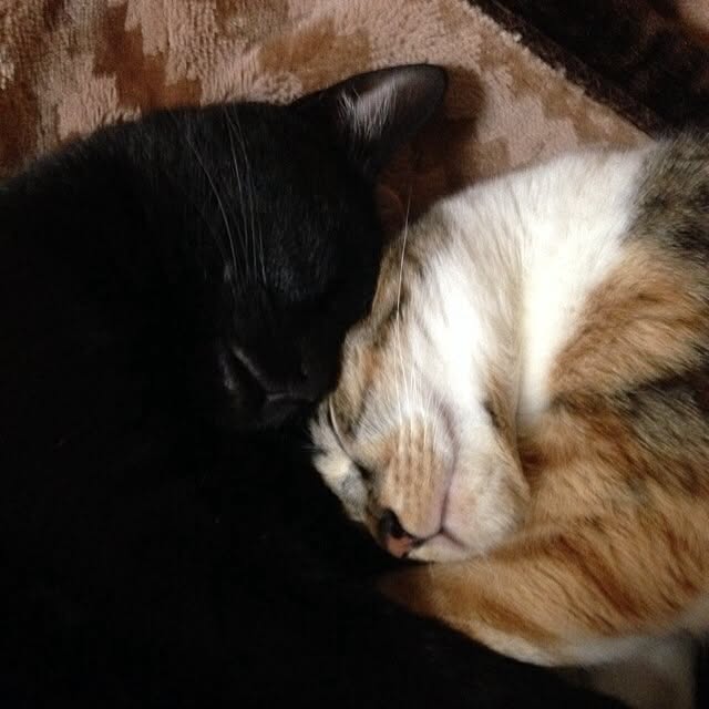 takakikoさんの実例写真