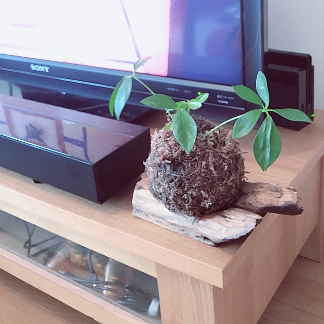 hasuhasuhasuさんの実例写真