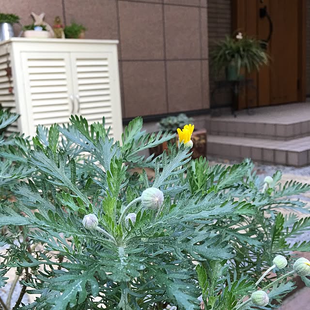 puriyuzuさんの実例写真