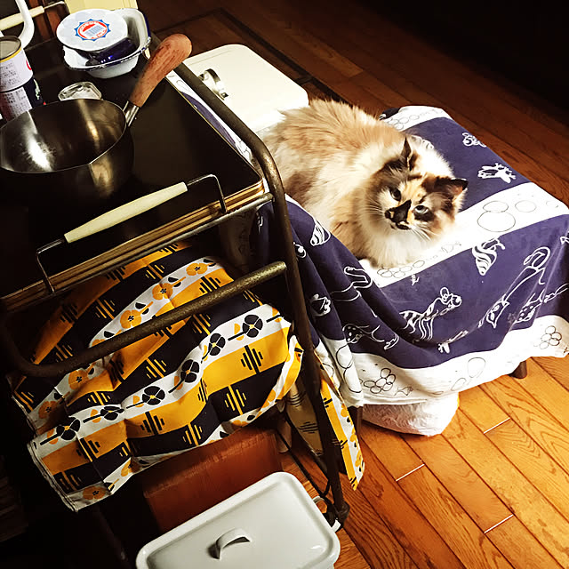 neko-2.2.2runmuさんの実例写真
