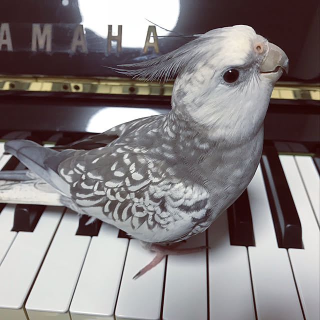 mukuさんの実例写真
