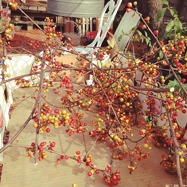 Y.Mさんの実例写真