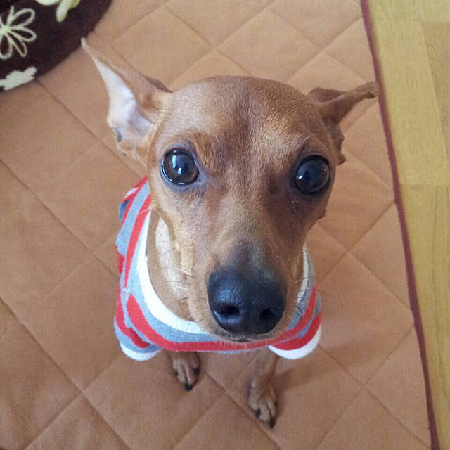 実例写真