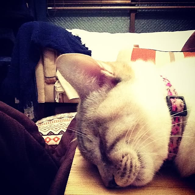 Naoki.さんの実例写真