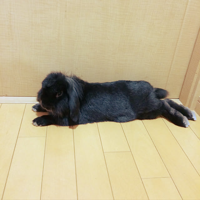 tudukiさんの実例写真