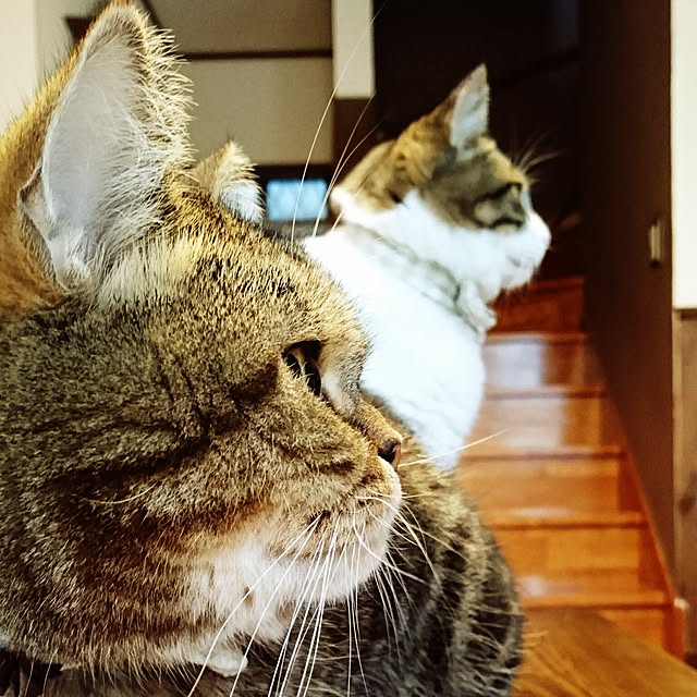 annさんの実例写真