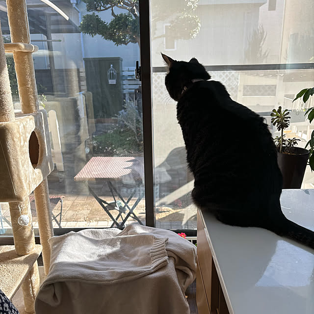 momocchiさんの実例写真