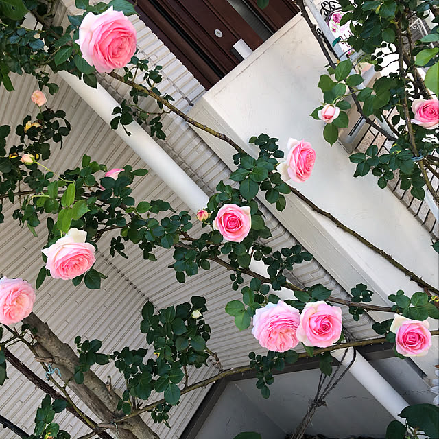 angelrose.yuuさんの実例写真