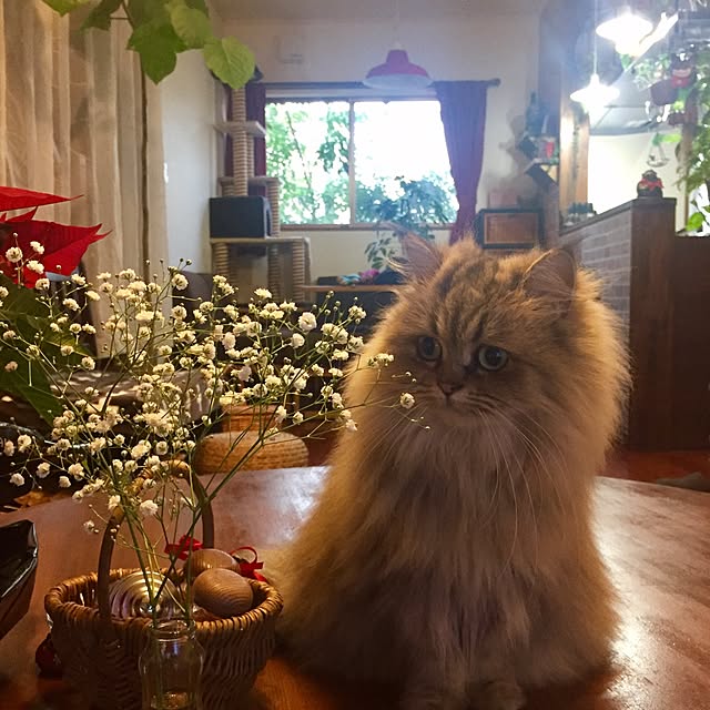 butachanさんの実例写真