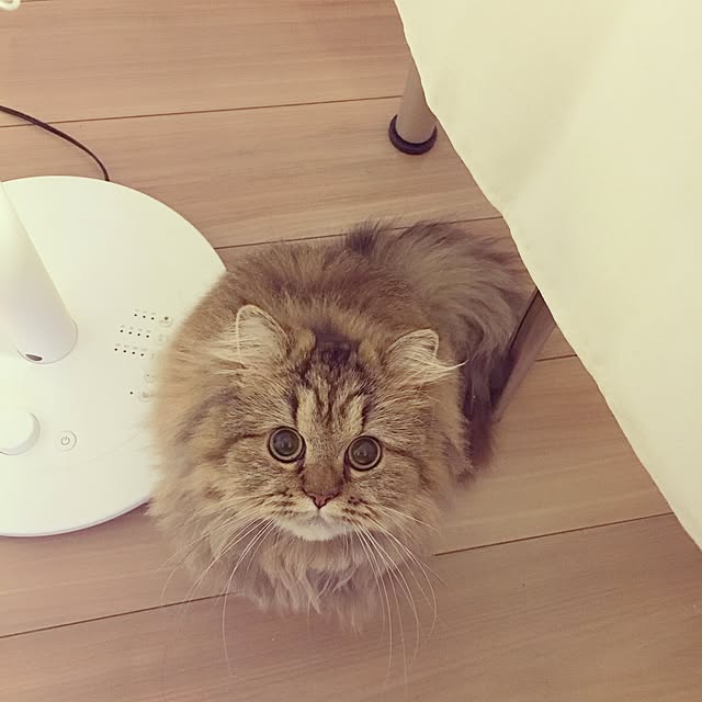 musicsukiさんの実例写真