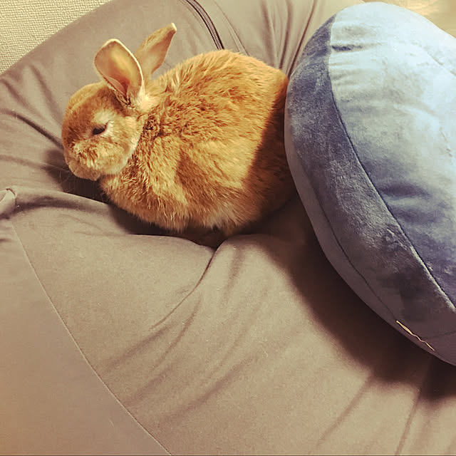 usataroさんの実例写真
