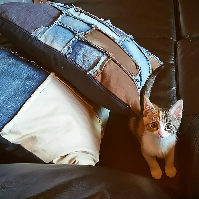 ciyさんの実例写真