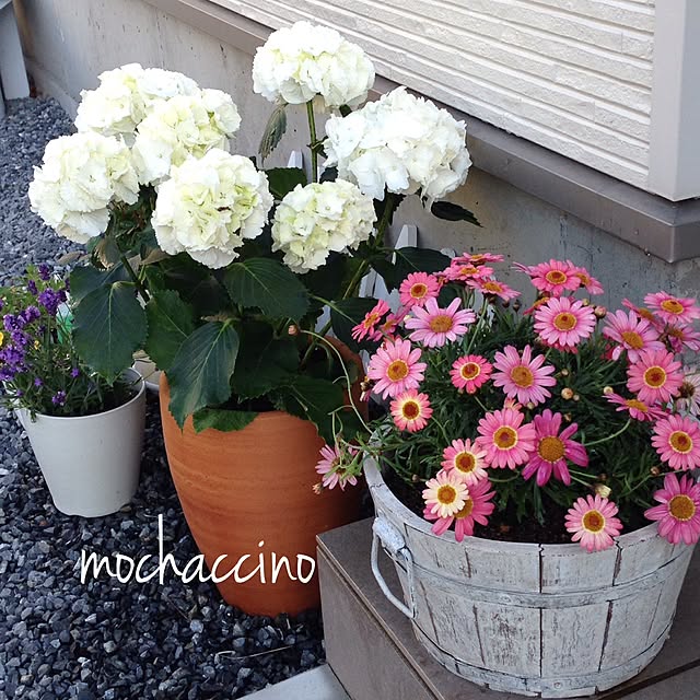 mochaccinoさんの実例写真