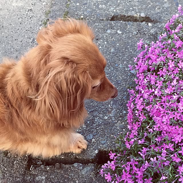 sakuさんの実例写真