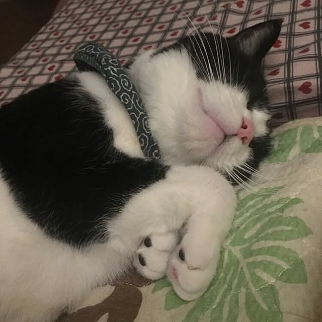kuromamesukeさんの実例写真