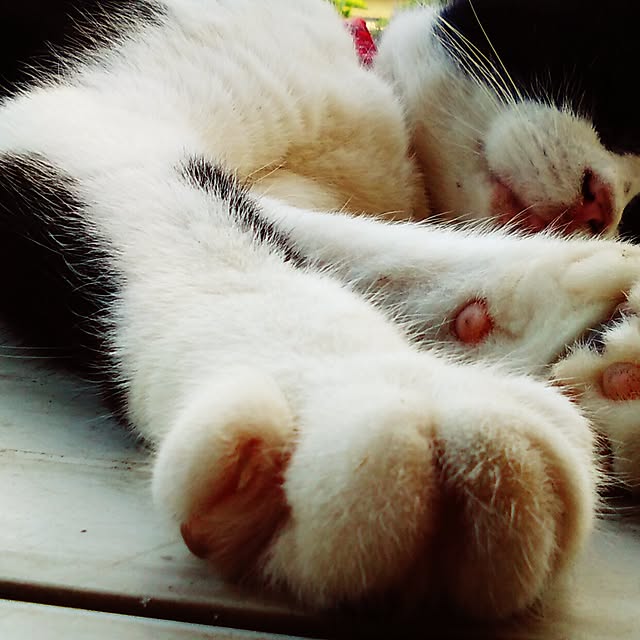 nekoandouさんの実例写真