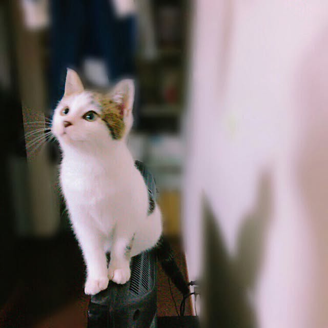 akikoさんの実例写真