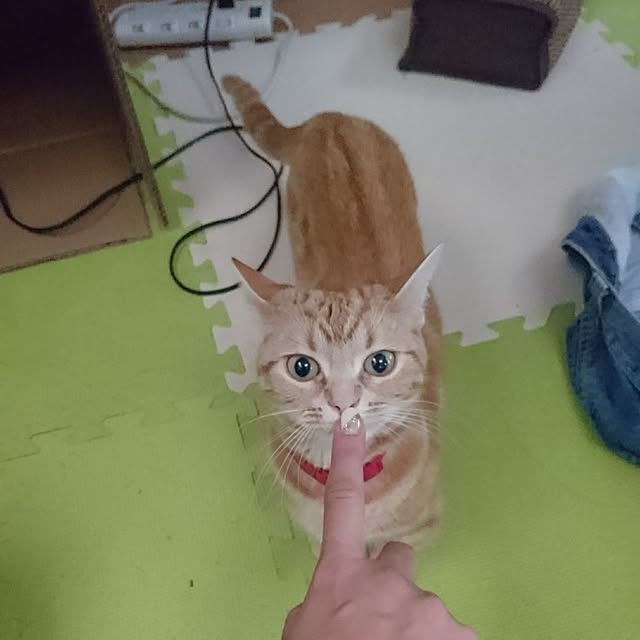 shinobuさんの実例写真
