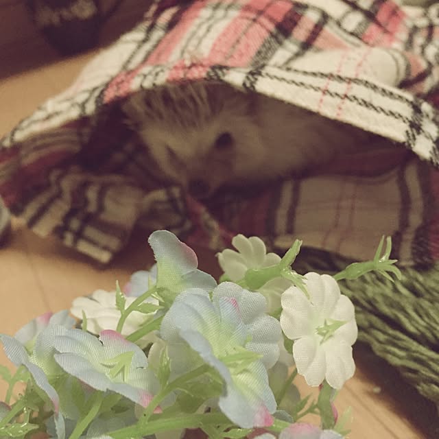 keeeさんの実例写真