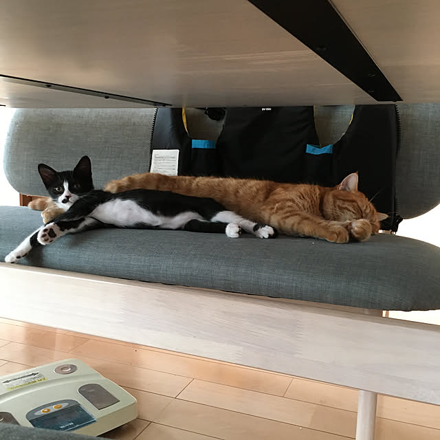 nekoさんの実例写真