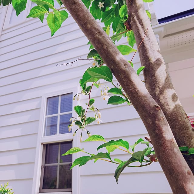 surviveさんの部屋