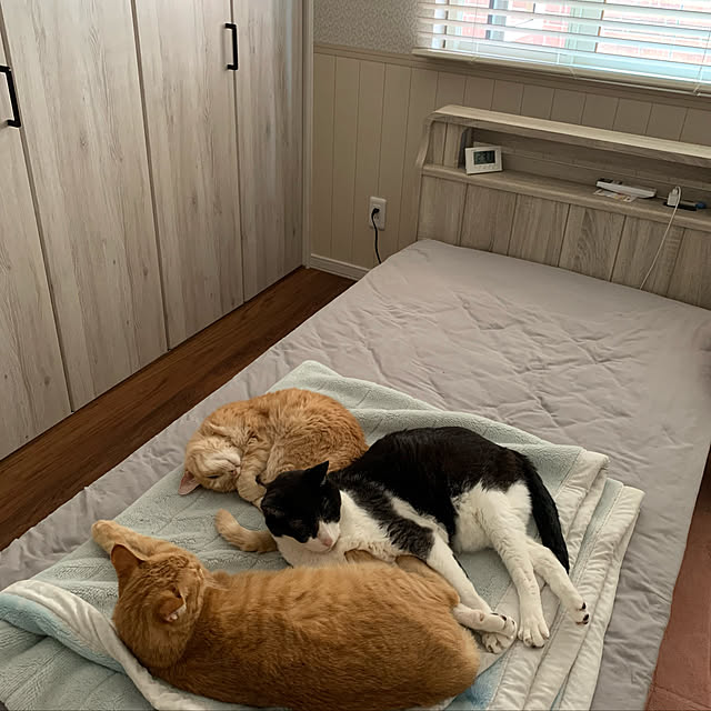 mikeume7さんの実例写真
